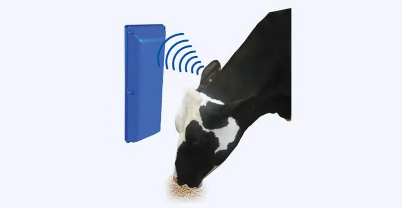 Ідентифікація корови на станції OptiFeeder