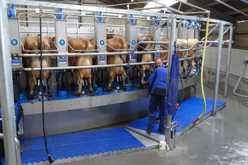 Оператор на доїльній каруселі Dairymaster