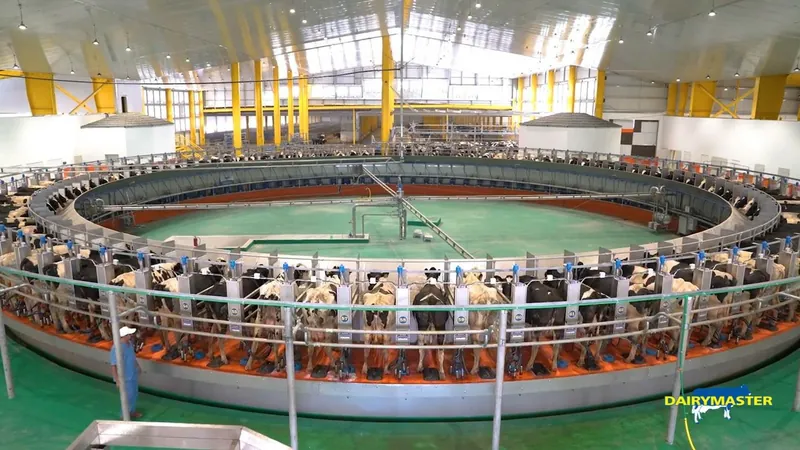 Карусель Dairymaster на 100 місць